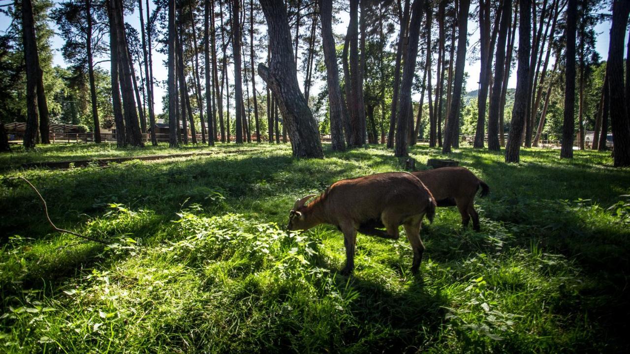 Hotel Sazavsky Ostrov Sázava Eksteriør bilde